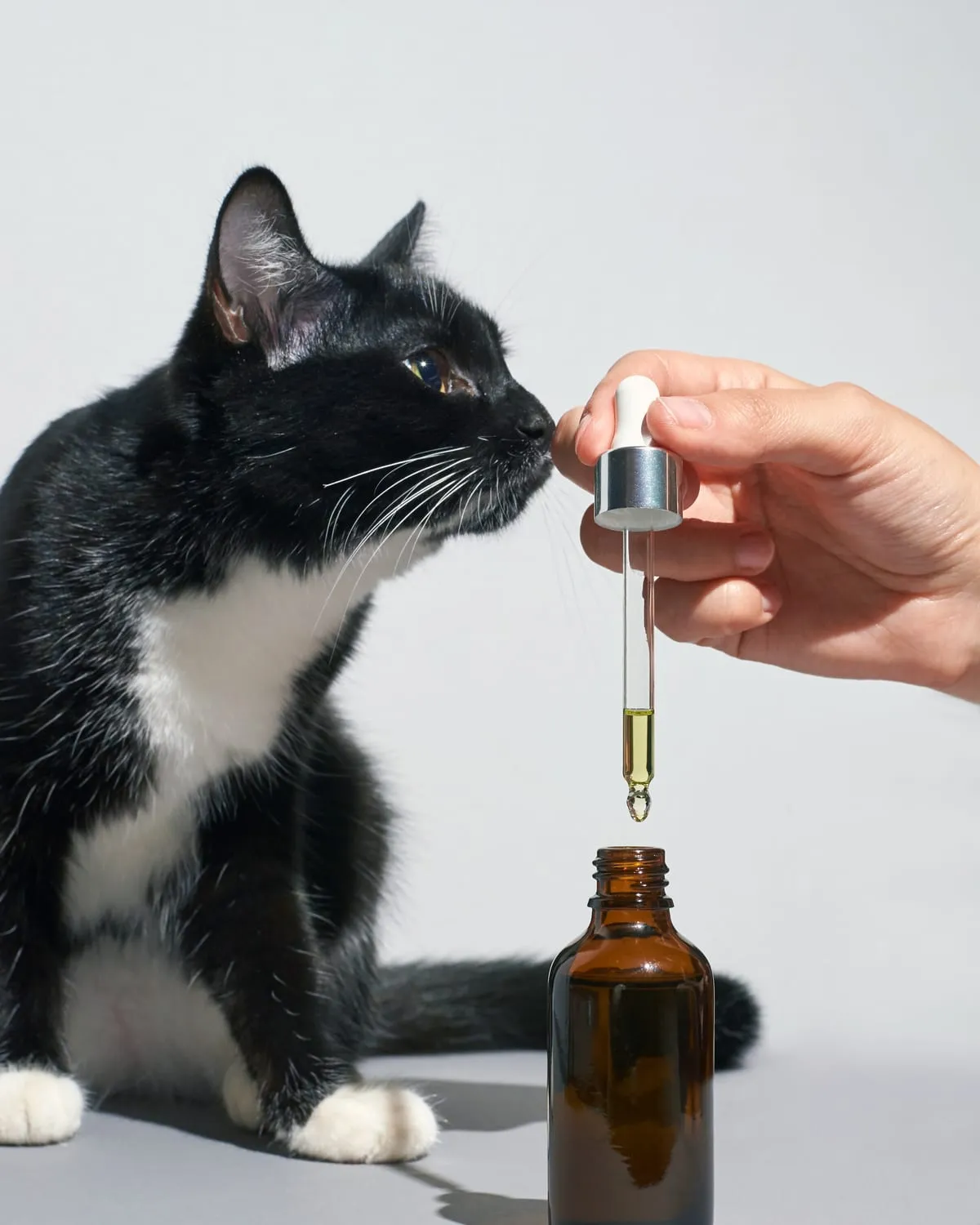 Cat being offered chia oil from a dropper