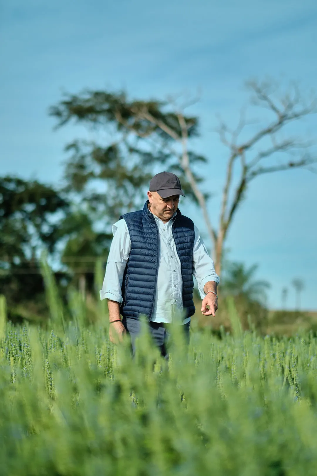 A grower walking through a chia field at first light