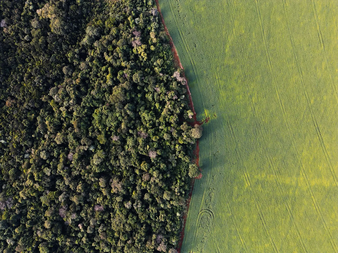 Aerial view of native woodland meeting a rain-fed chia field
